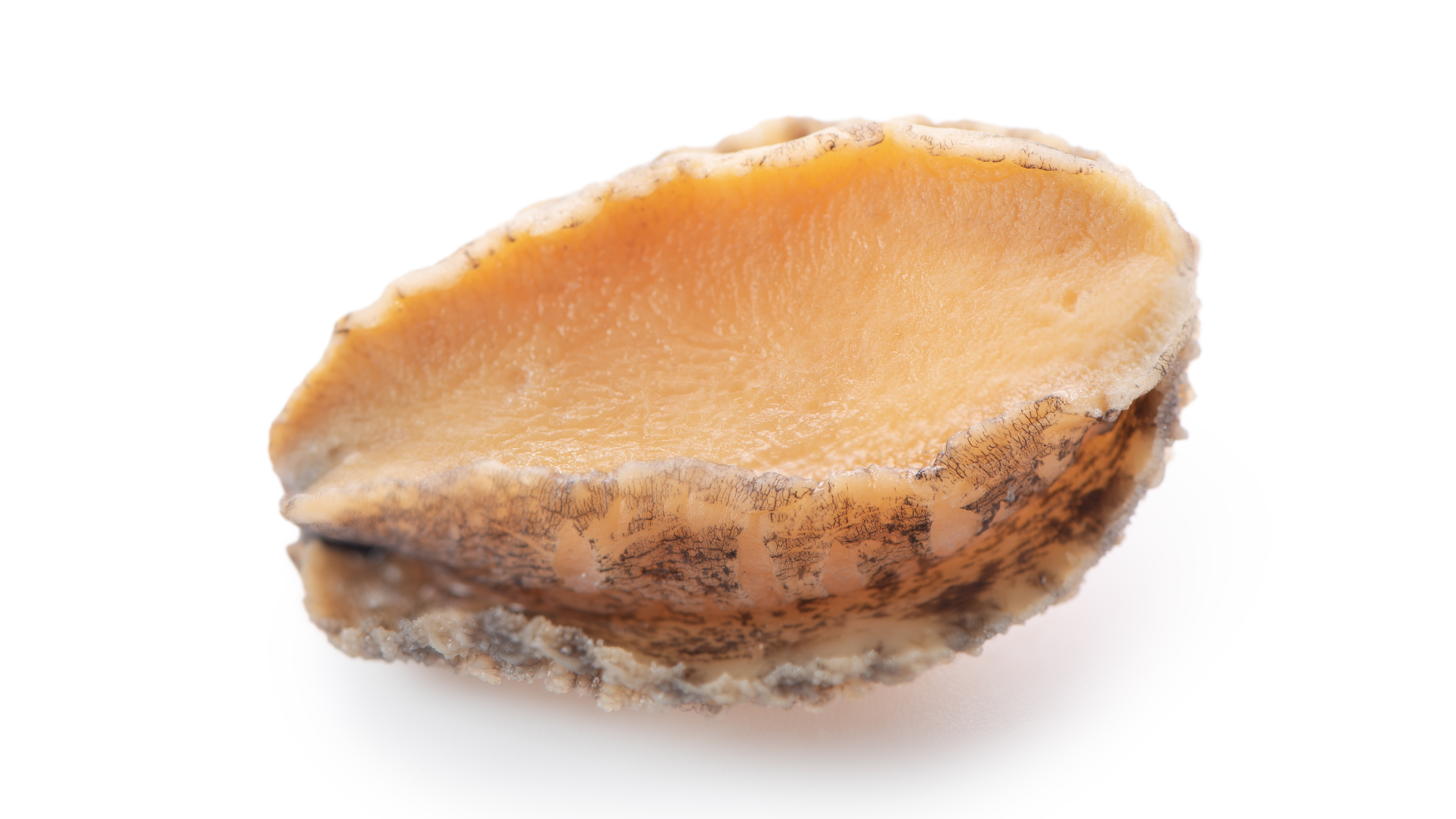 Sizing the global abalone industry – Spheric Research